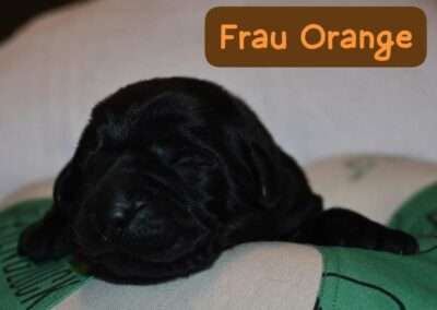 vom Pfotenglück